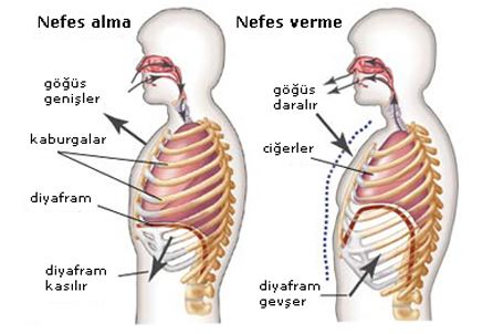 Doyurucu Nefes Almanın Önemi
